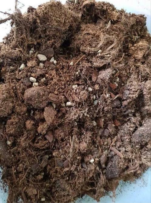 Kwekers kweek pot grond kweken epifyt plant professionele