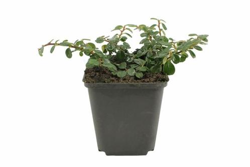 Laagblijvende dwergmispel Cotoneaster procumbens Queen of