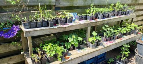 Laatste week  vaste border - en moestuin - planten te koop