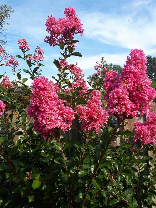 Lagerstroemia, Indische Sering, in vele soorten en maten