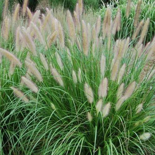 Lampenpoetsergras - Pennisetum hameln -  Siergras