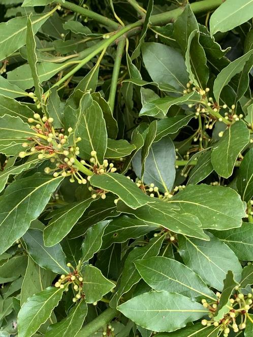 Laurier blad  stek, laurus nobilis
