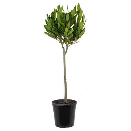 Laurier - Laurus Nobilis op stam - in kwekerspot 21cm - Hoo