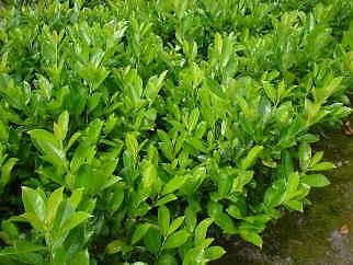 Laurier (prunus laur.) AANBIEDING