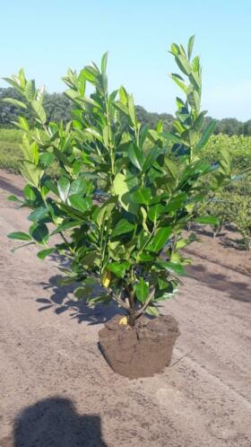 Laurier Prunus Rotundifolia 80-100 cm uit de volle grond.