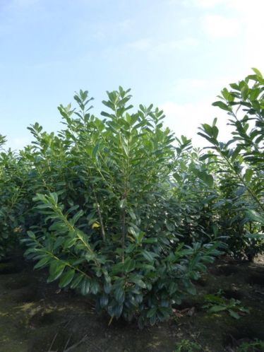 Laurier Prunus Rotundifolia Portugese laurier Eigen kwekerij