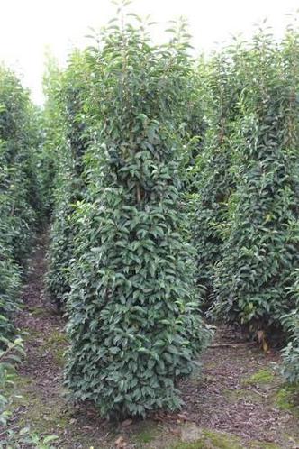 Laurier van de kwekerij (Portugese en Rotundifolia) 4 maten.