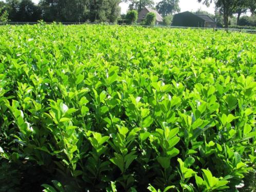 Laurier volle planten circa 80 cm, goed geschikt voor haag