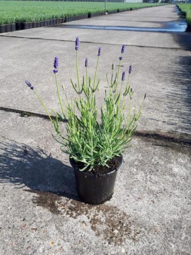 Lavendel 3 soorten winterhard vaste plant tuin terras balkon