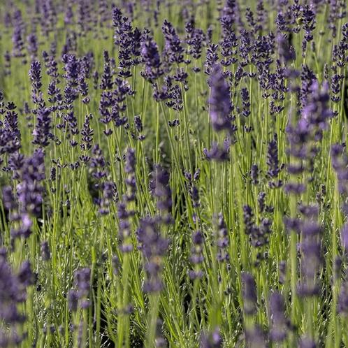 Lavendel Angustifolia Hidcote