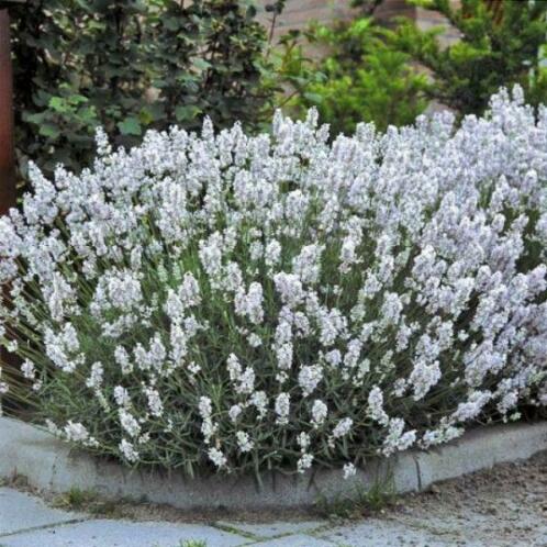 Lavendel Edelweiss, Hidcote en Munstead