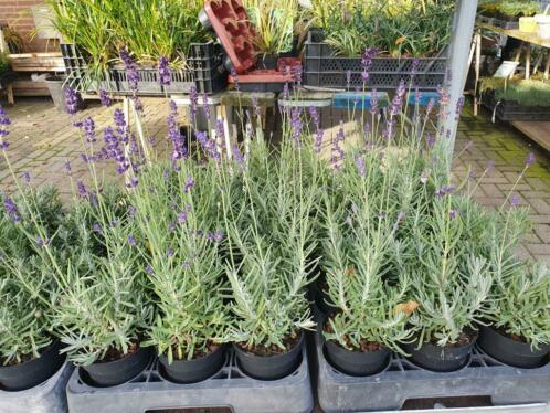 Lavendel Hicote, gestekt, winterhard