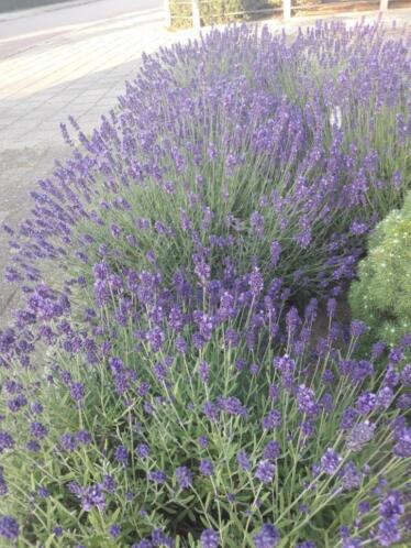 Lavendel hidcote