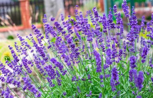 Lavendel Hidcote en andere soorten