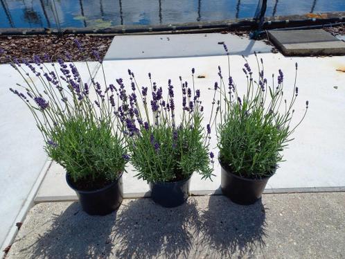 Lavendel hidcote in 2 literpot 2,50 3 voor 6,00
