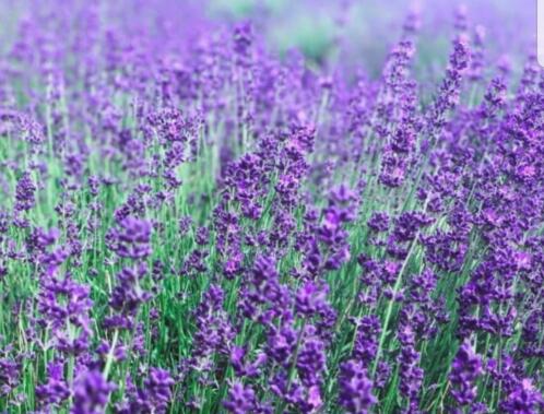 Lavendel hidcote (ook leliegras)