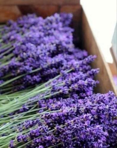 Lavendel hidcote (paars)