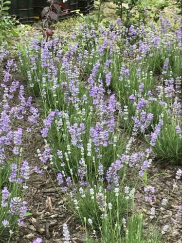 Lavendel lavandula angustifolia blue cushion