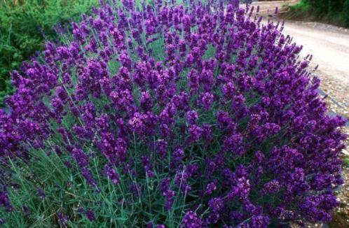 Lavendel Lavandula hidcote munstead dwarf blue