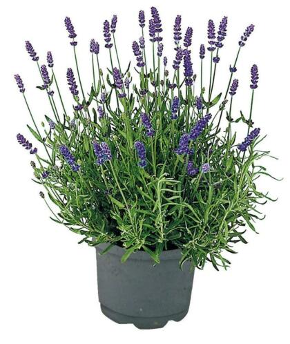 Lavendel Lavendula ang. hidcote