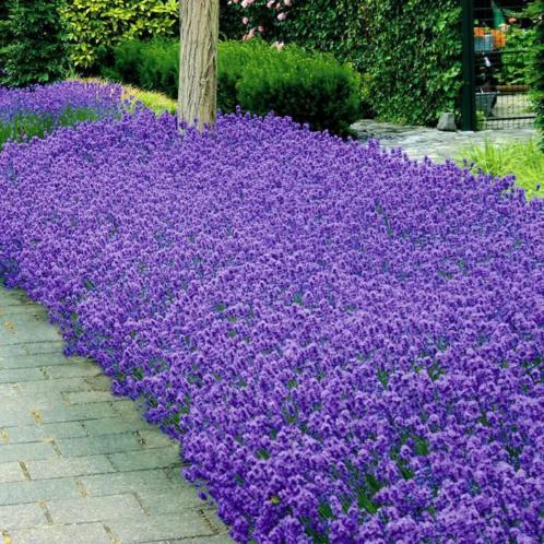 lavendel munstead 12,95 per 24 potjes