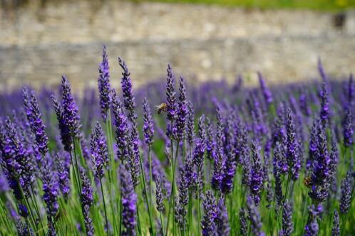 Lavendel munstead  Hidcote Online Tuincentrum