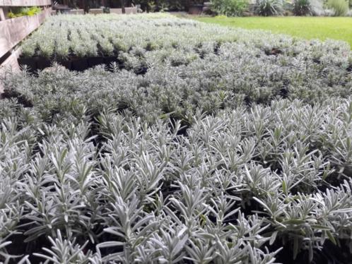 Lavendel planten