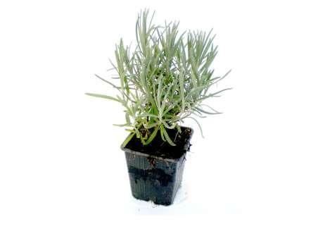 Lavendula angustifolium (lavendel) -Winterharde lavendel