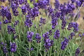 Lavendula officinalis (lavendel) blauw vaste planten 