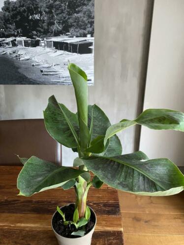 Leuke bananen plant