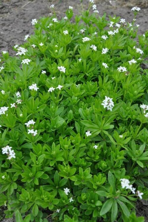 Lievevrouwebedstro Galium odoratum Pot