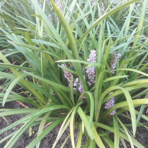 Liriope diverse soorten