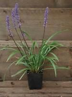 Liriope muscari 039Ingwersen039 Leliegras.