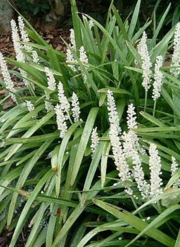 Liriope muscarie 039monroe white039