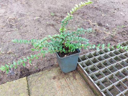 Lonicera bodembedekker