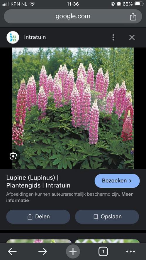 Lupine zaad