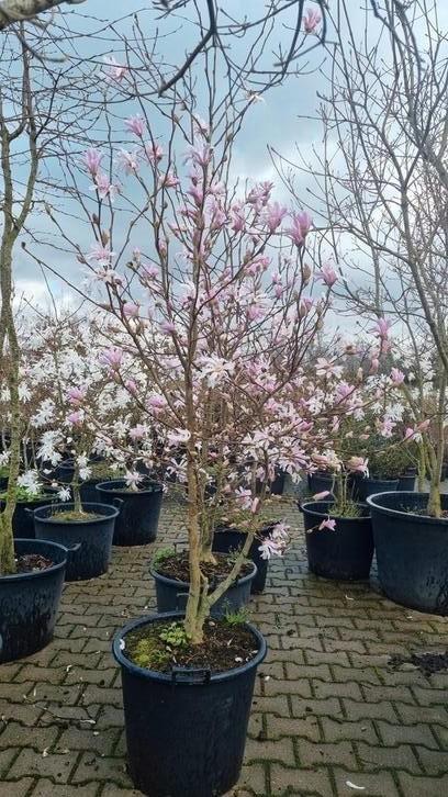 Magnolia stellata roze 160-180