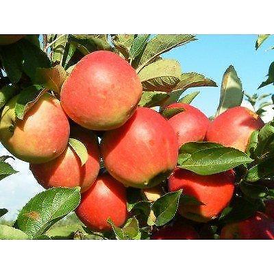 Malus domestica 039Elstar039 (hoogstam)