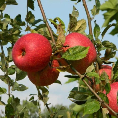 Malus domestica 039Rode Dijkmanszoet039 laagstam