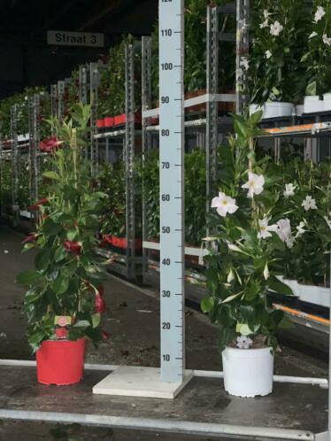 Mandevilla tuinplant 85cm