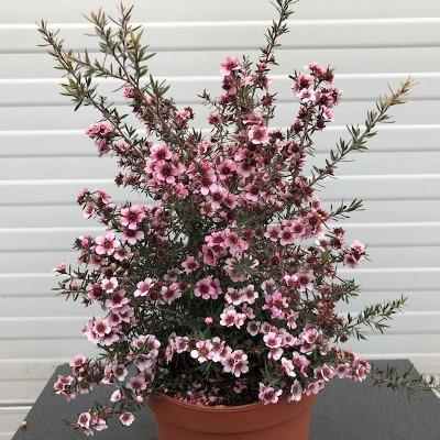 Manuka, Leptospermum Scoparium wit en roze