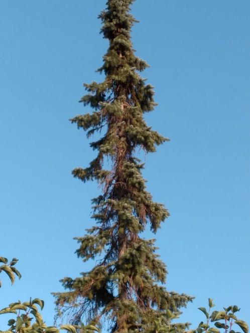 Mast
