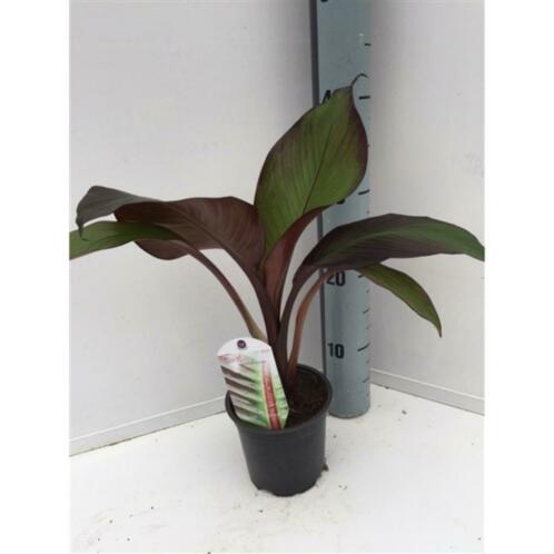 Maurellii - Rode bananenplant 10-60cm art73878