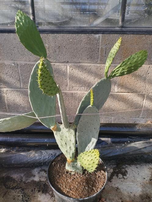 Mediterraanse Schijfcactus planten