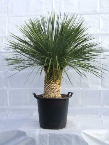 Meer dan 25 soorten yucca039s op voorraad bij Brabantpalm.