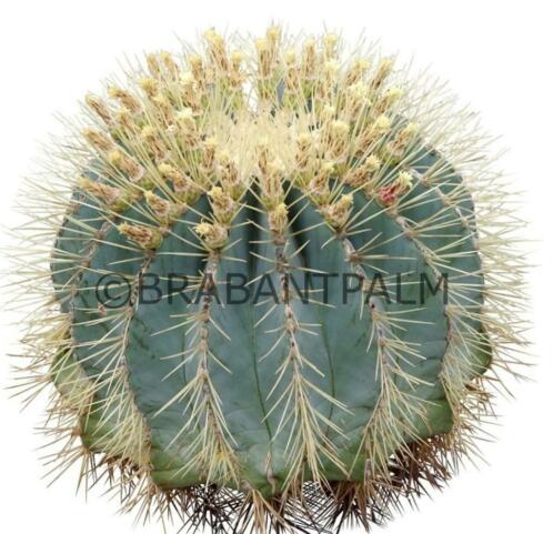 Meer dan 60 soorten cactussen