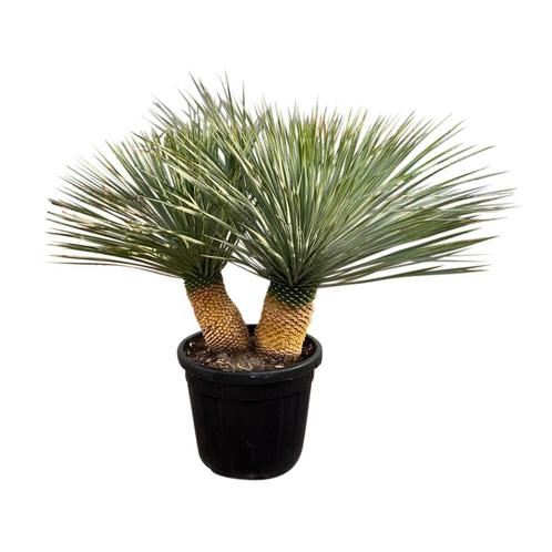 Meerstammige Yucca rostrata, ruime keuze snel thuisbezorgd.