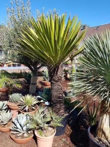 Mega grote Yucca carnerosana  AANBIEDING 