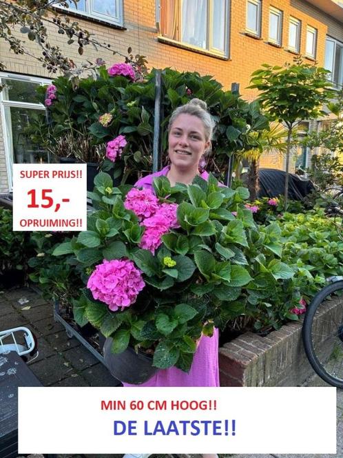 Mega Hortensia MET BLOEMEN 15,-