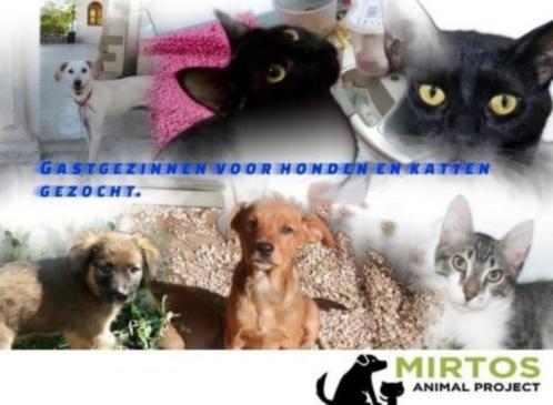 Mirtos Animal Project is op zoek naar gastgezinnen